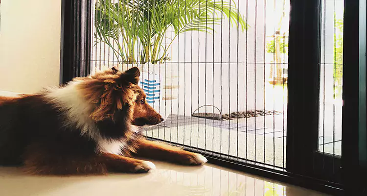 Sliding Screen Pet Door Repair in University Park, FL