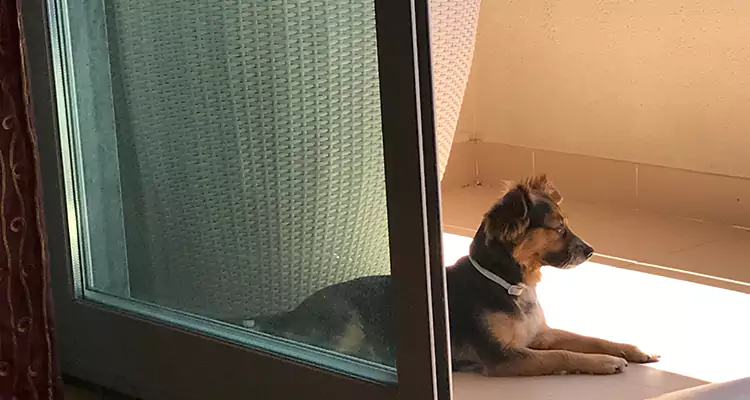 French Door Pet Screen Repair in University Park, FL